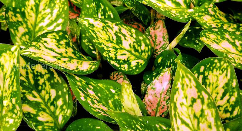 Аглаонема: нехитрые секреты по выращиванию и размножению вечнозеленого растения