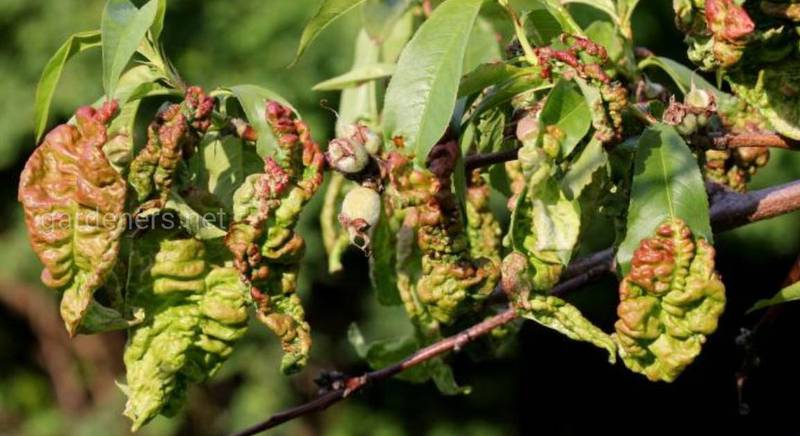 Экологическая обработка против курчавости листьев персика