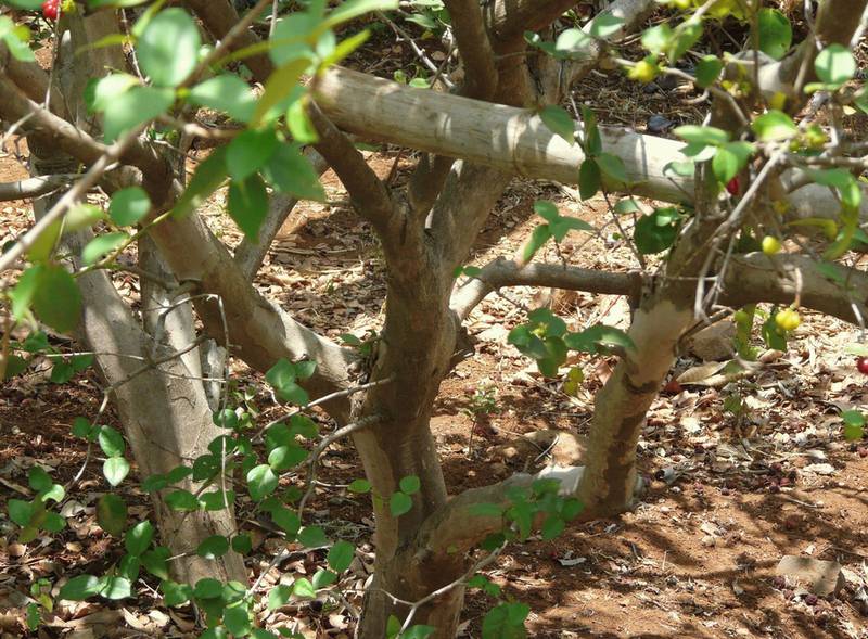 Суринамская вишня