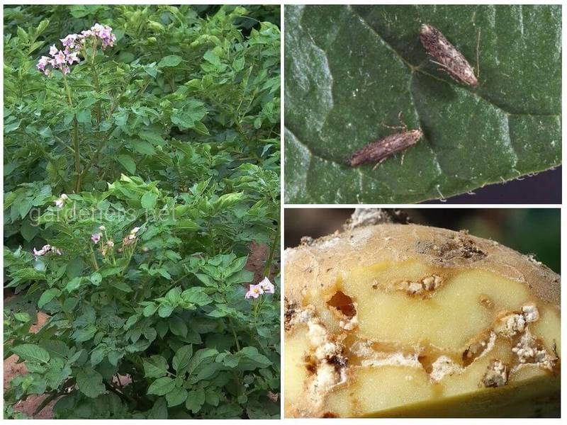 Как бороться с картофельной мухой? Основные рекомендации!