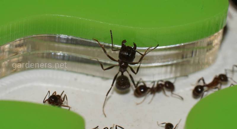 Выращивание муравьев и уход за муравьиной фермой