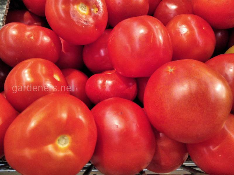 Топ-11 интересных фактов о томатах