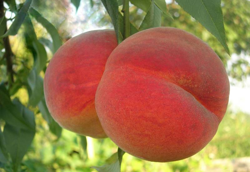 Вирощування персиків. Азотні добрива
