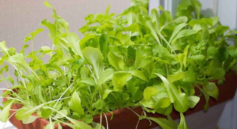 Выращивание зелени и овощей на подоконнике