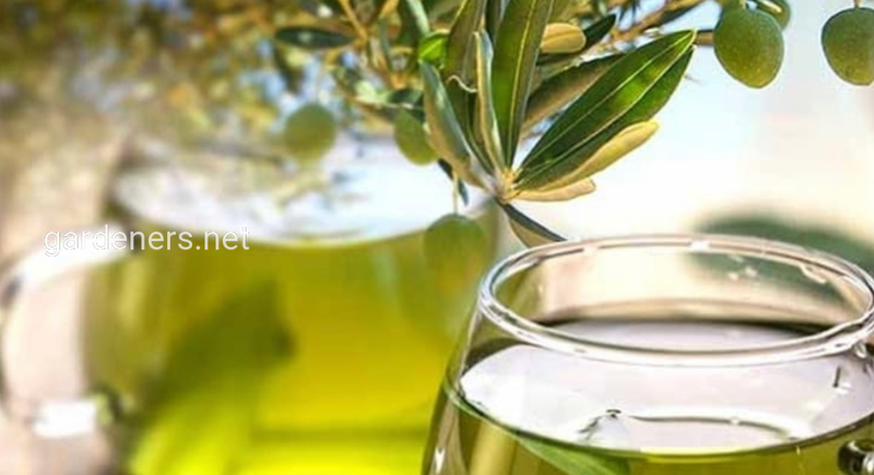 Оливковый чай - влияние на здоровье и рецепты