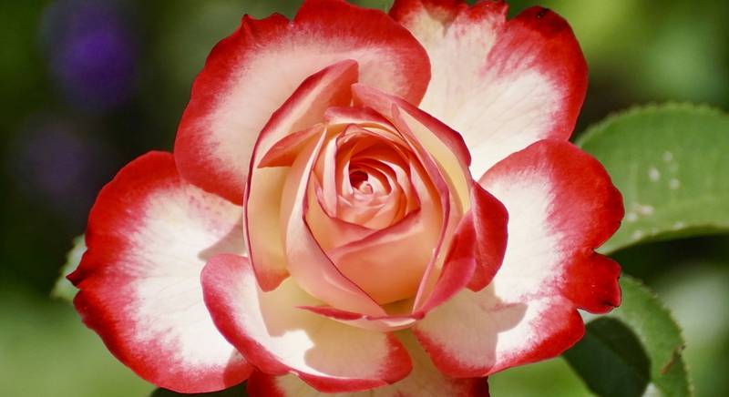 Роза: истории и интересные факты про королеву цветов