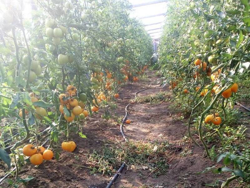 Какие существуют способы выращивания томатов?