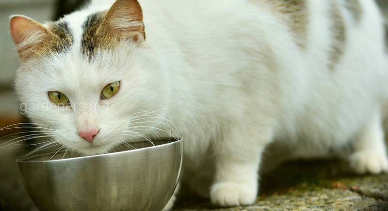 Что предложить кошке на обед: ТОП-10 кормов