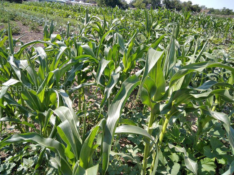 14 цікавих фактів про кукурудзу