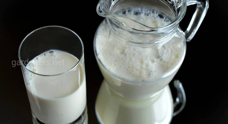 Прокисшее молоко: что можно приготовить?