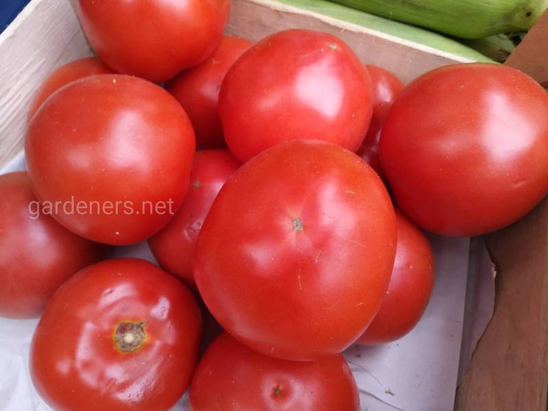 Какая ценность помидоров для здоровья человека?