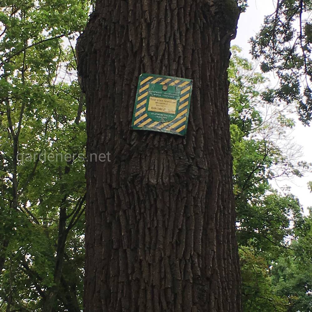 именные таблички на деревьях - это плохо!