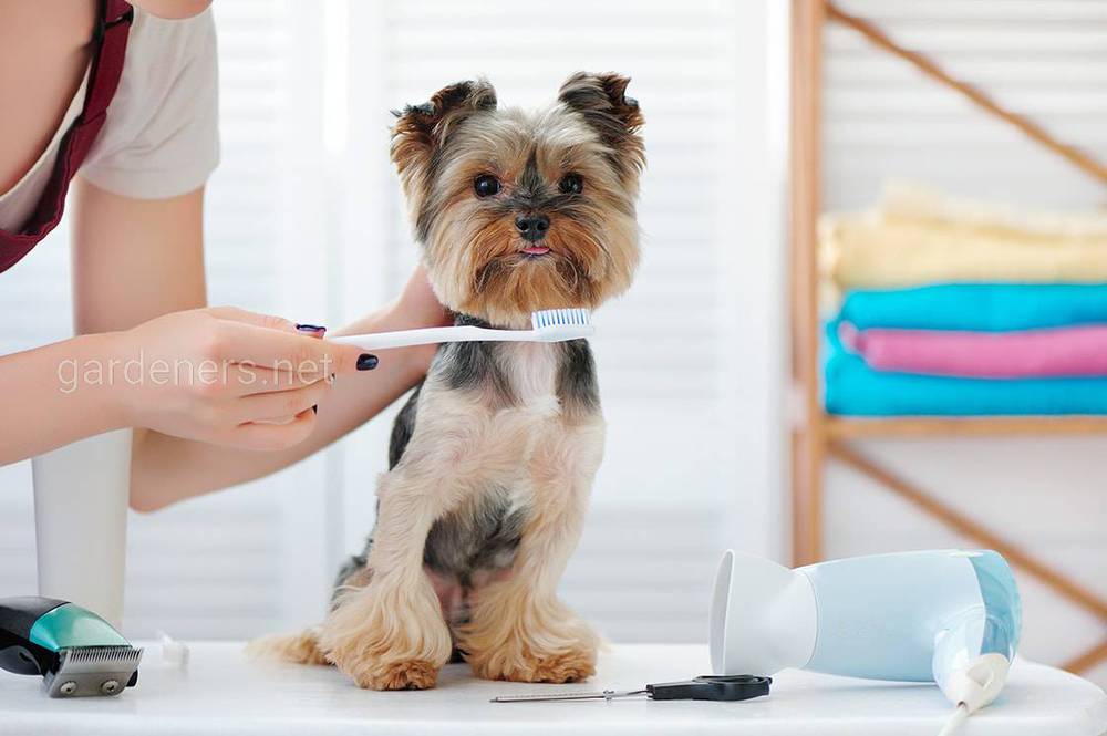 Последовательность чистки зубов у собак