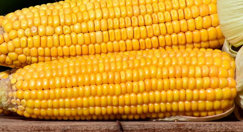 Сорта высокорослой кукурузы для Украины