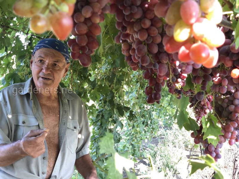 Когда и как правильно собирать виноград для будущего вина?