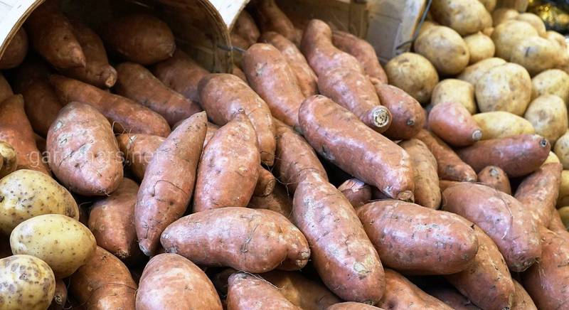 Метод Балабанова по вирощуванню картоплі