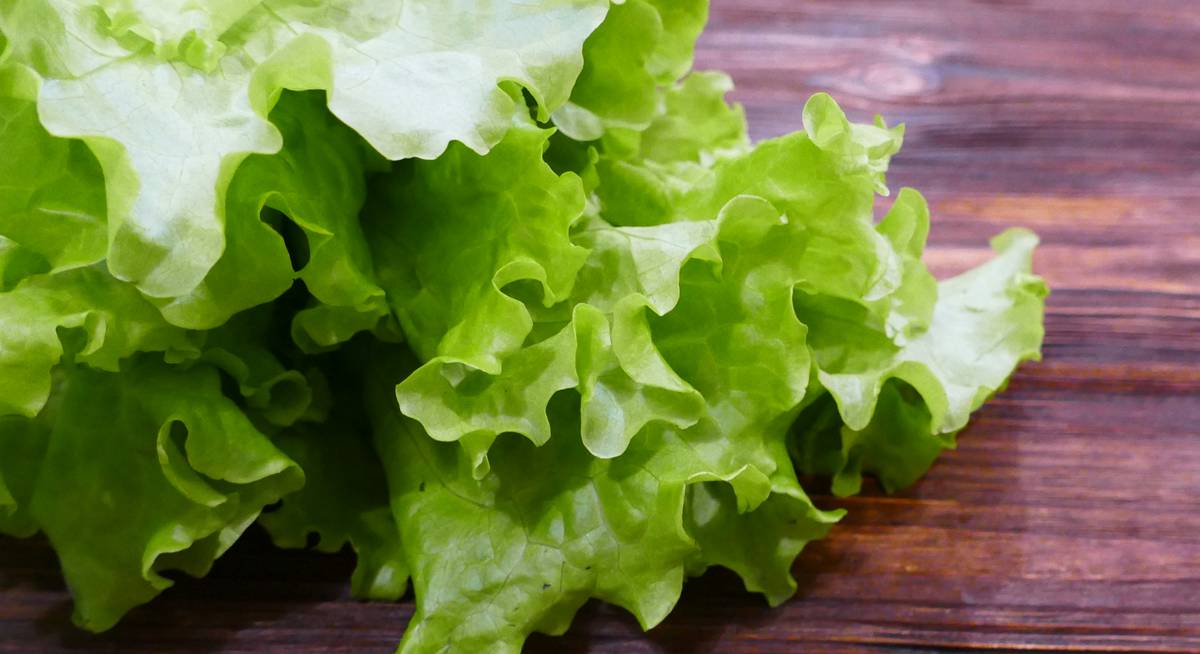 Выращиваем салат дома: зеленый салат на вашем подоконнике или балконе зимой