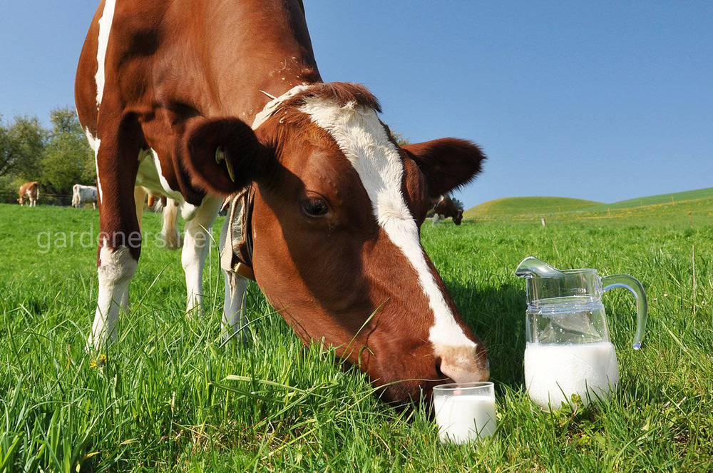 Как молоко связывают с болезнями животных