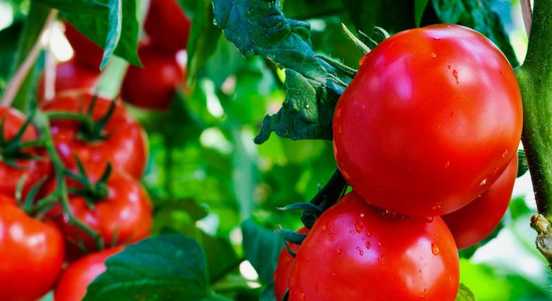 Как защитить томаты от болезней с помощью пищевой соды?
