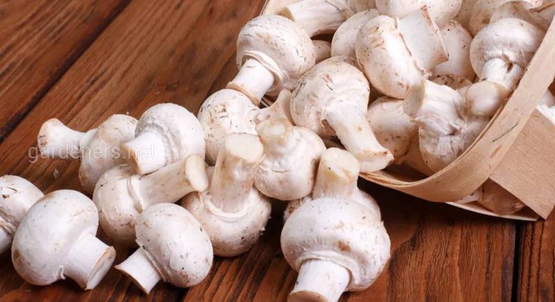 Як швидко і легко заморозити гриби вдома