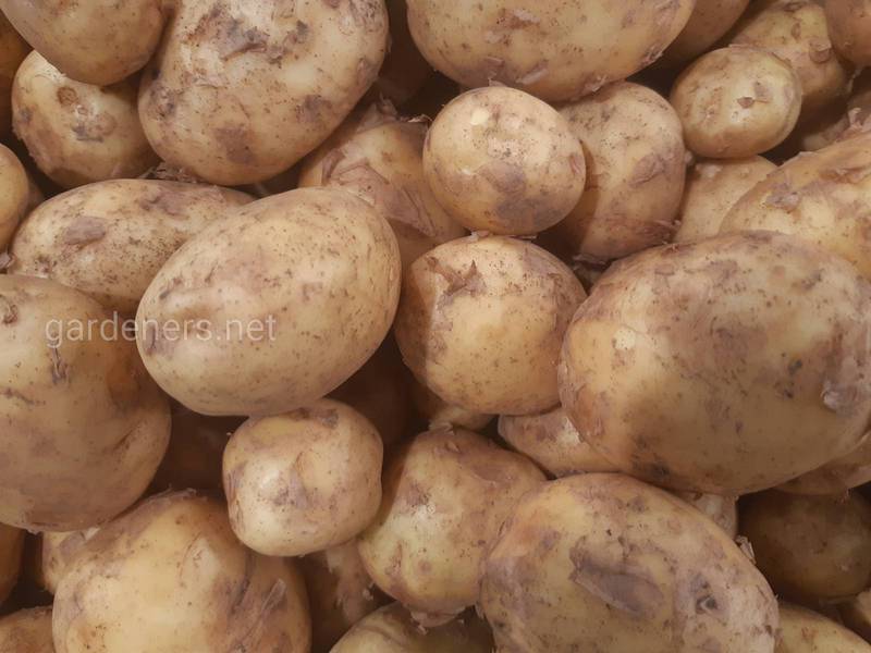 Какого способа приготовления картофеля стоит избегать