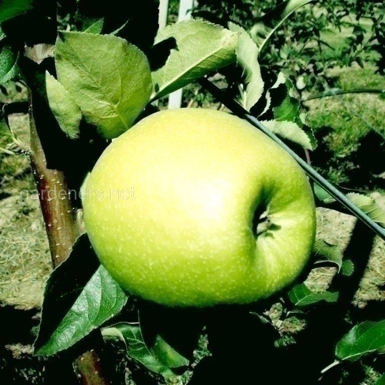 Сорт яблук «Грін стар»