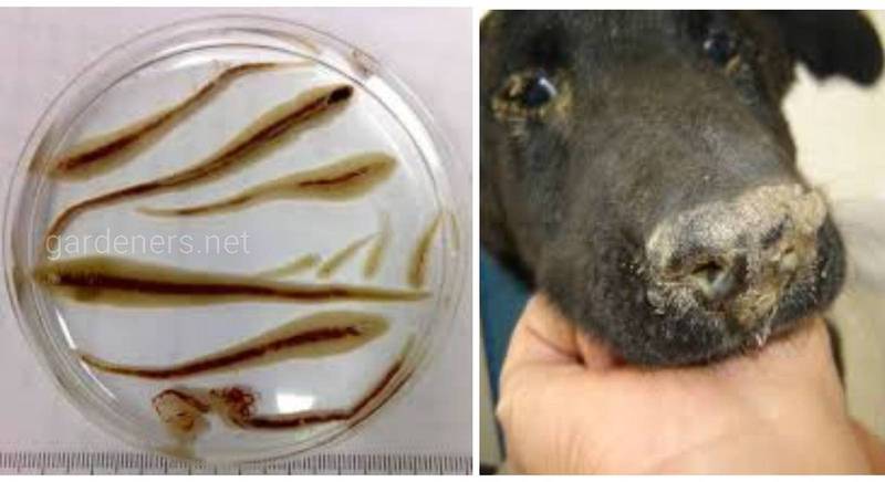 Лінгватуліди, відомі як носові черви собак, причина лінгватульозу тварин і людини