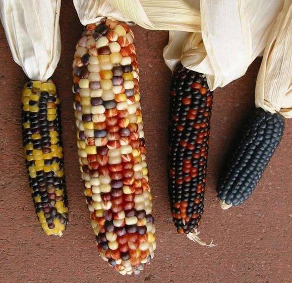 декоративная кукуруза