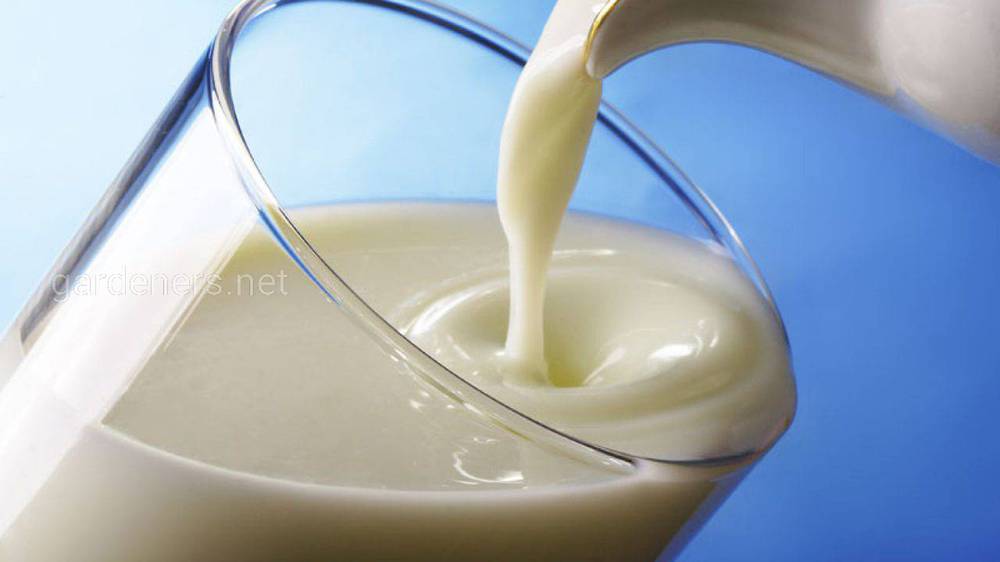 Жирність коров'ячого молока