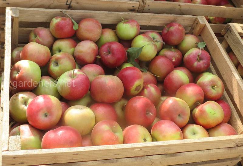 Які відрізняють ступені стиглисті яблук?