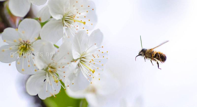 Ознаки хвороби і варіанти лікування бджіл