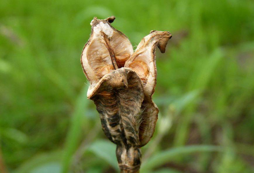 семена тюльпана