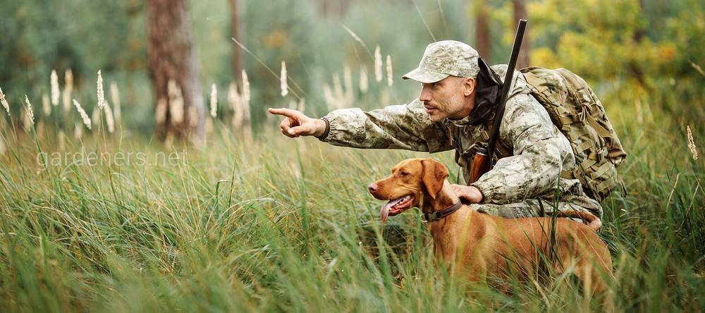 Собаки та полювання