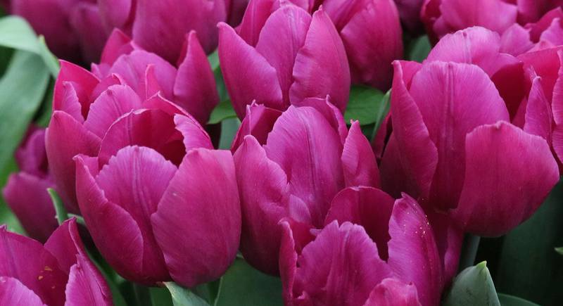 Способи розмноження тюльпанів. Як зберігати цибулини тюльпанів?