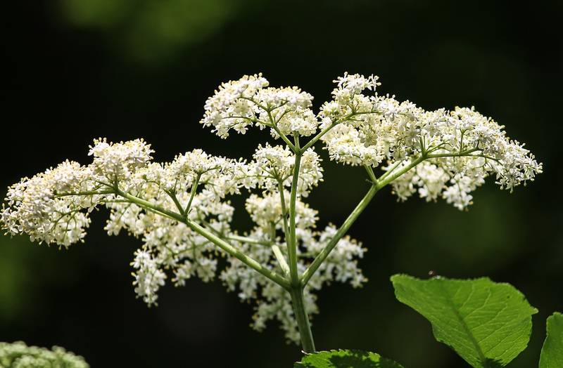 Что это за растение?