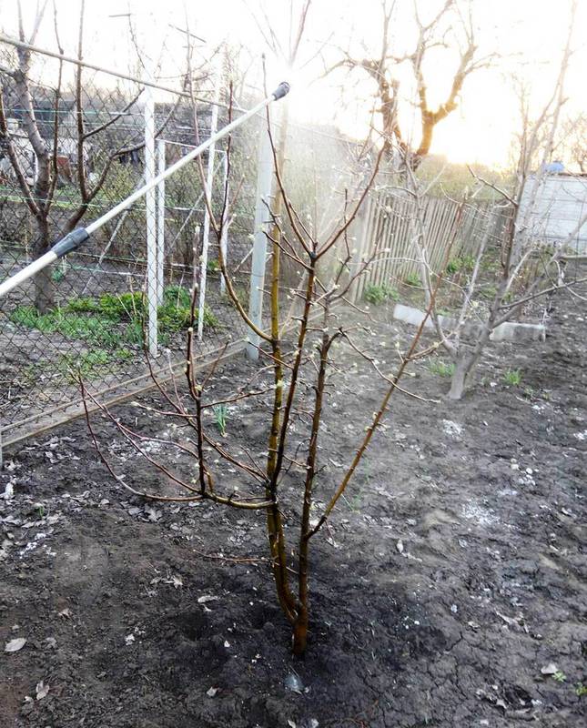 Сад и огород