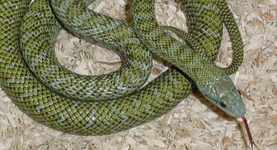 Змея Кунаширский островной полоз