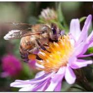 Агроенергия-интернет магазин по пчеловодству