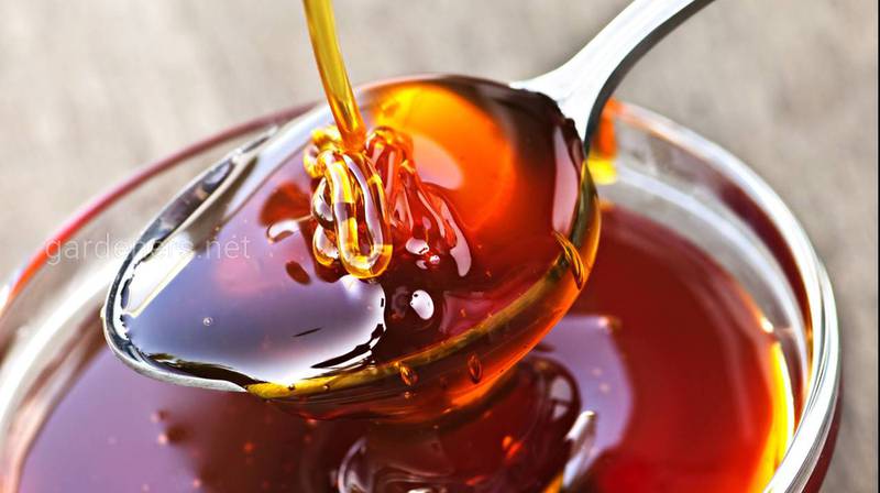 Чи можно вживати мед при зараженні нозематозом? Найкраще харчування для бджіл - мед та пилок!
