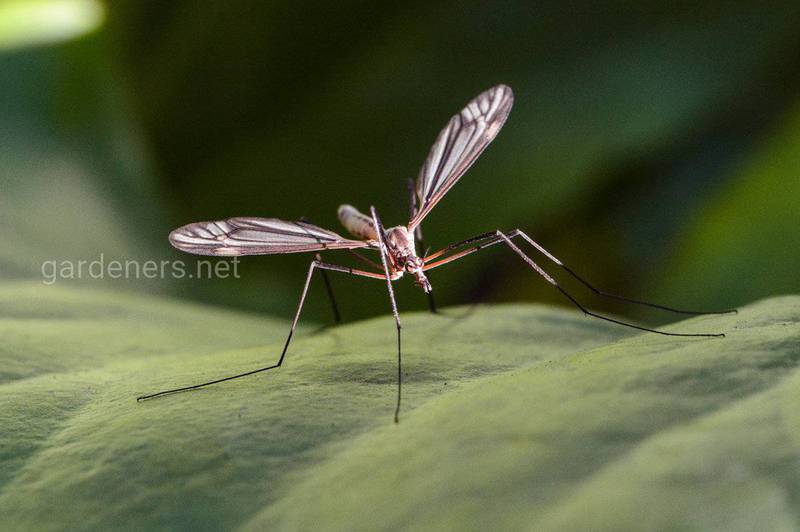 Как уменьшить распространение и размножение комаров собственными привычками?