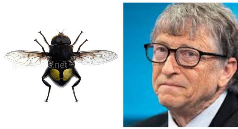 Науковий спадок мільярдера - квіткова муха Білла Гейтса!