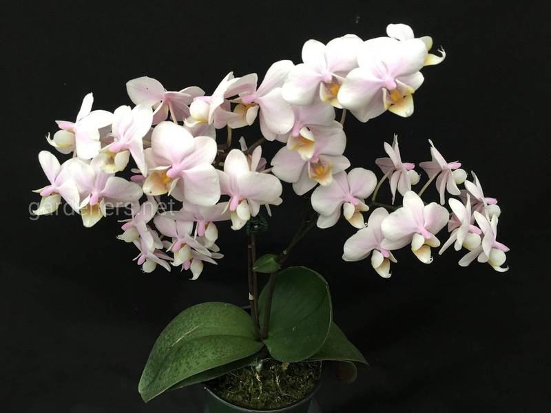 Какие существуют мифы и легенды про орхидеи?