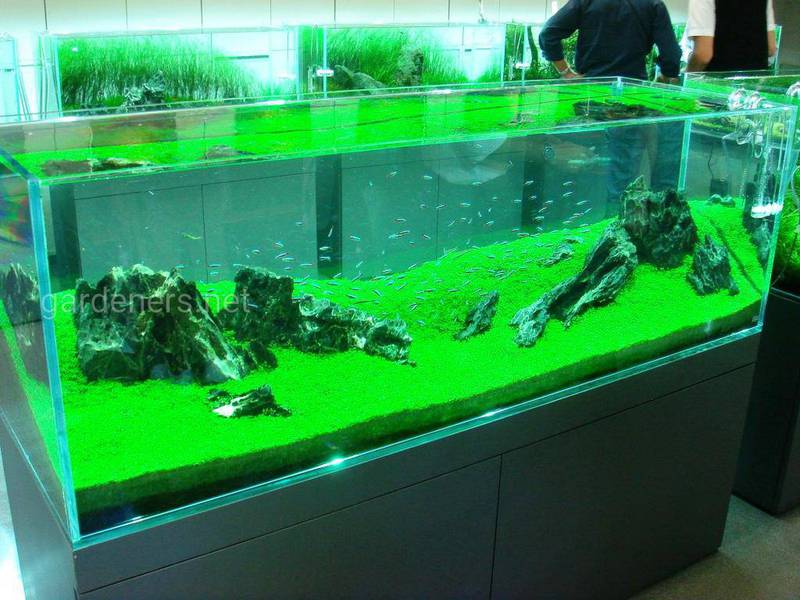 Рыба, аквариум и его жители
