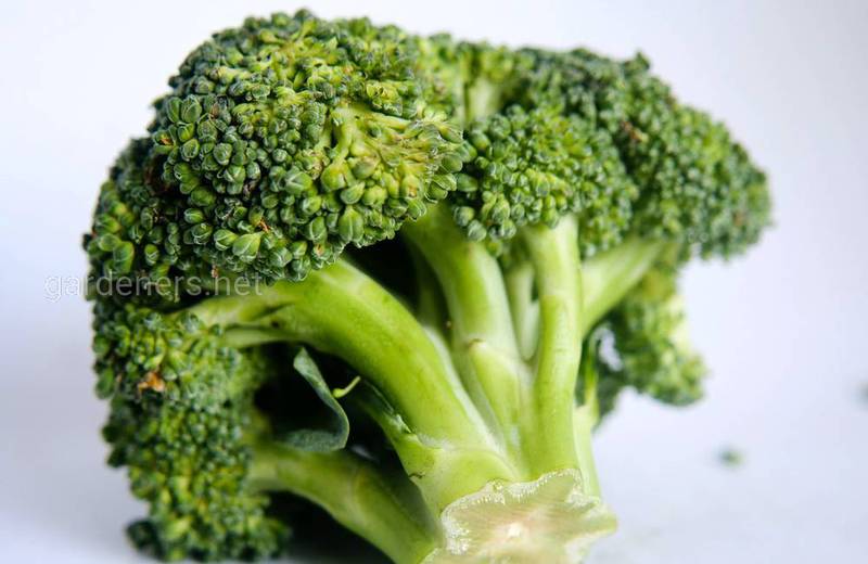 Брокколи – полезный овощ для женского организма