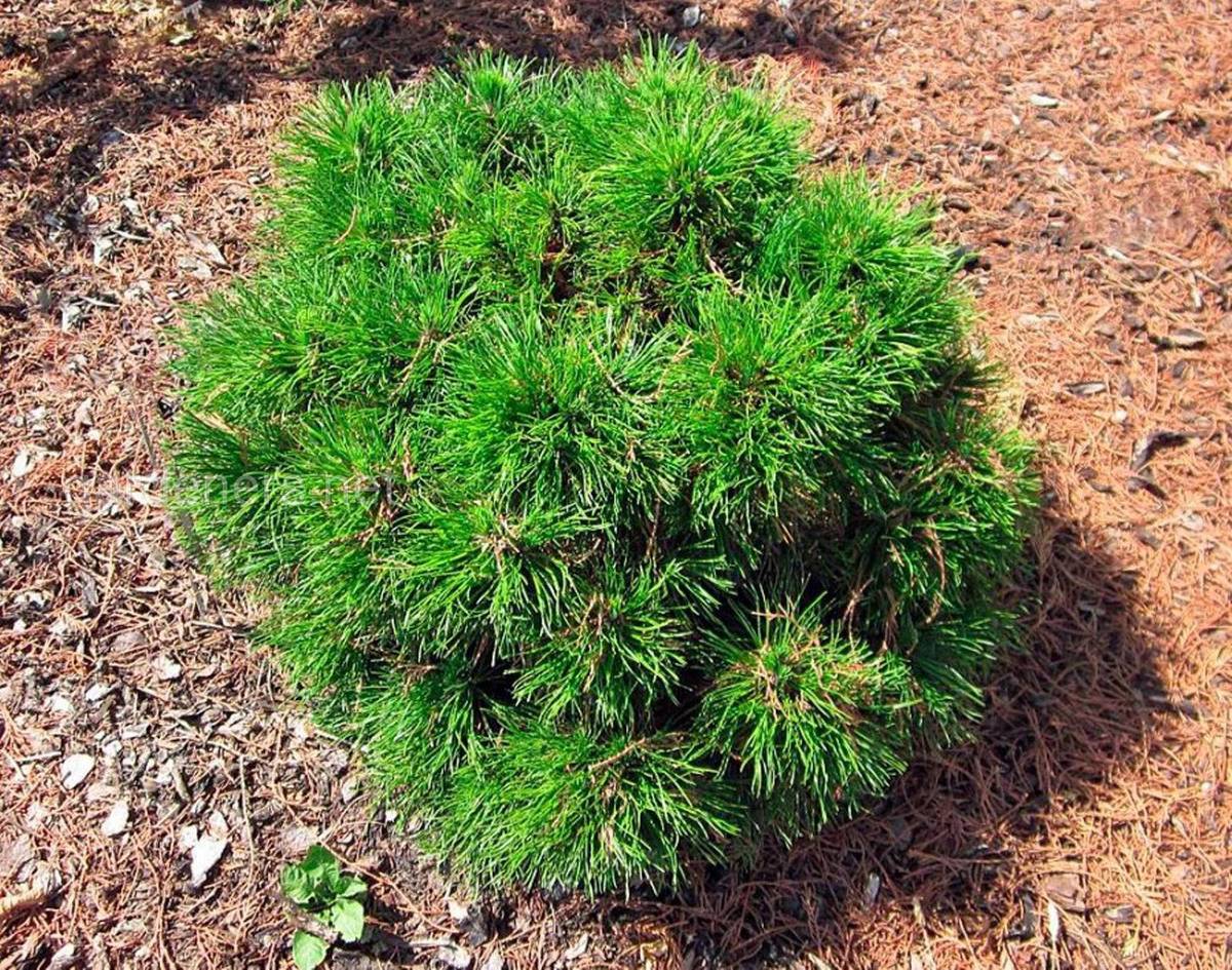 Pinus mugo Varella