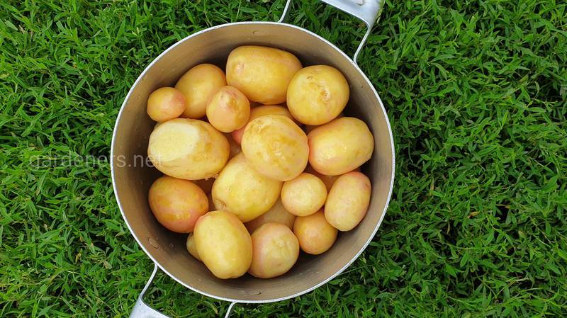 Соланін у картоплі