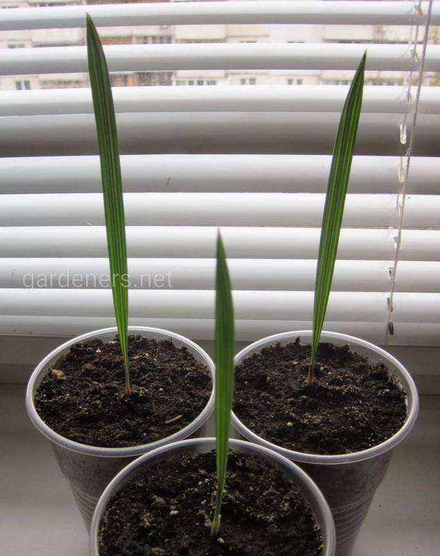 Как размножать и посадить финиковую пальмы?