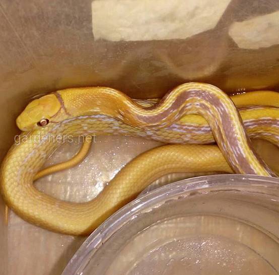 Змея Лучистый полоз альбинос