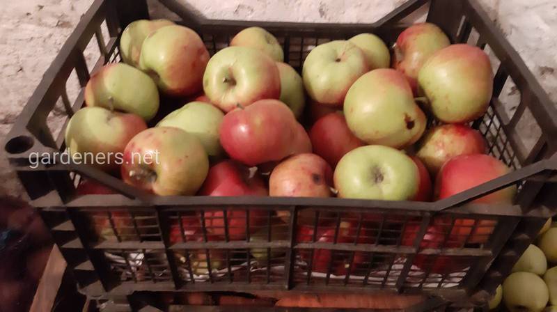 Как правильно хранить яблоки?