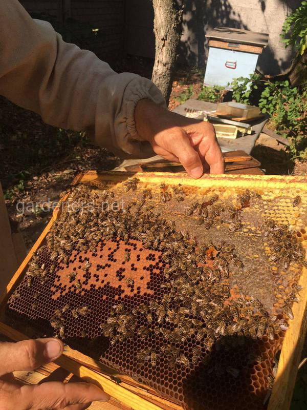 Як попередити та лікувати бджіл від варроа?